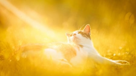 Cat - sleepy, cute, beautiful, cat, sleeping, kitty, cats, hat, cat face, paws, face, animals, pretty, beauty, sweet, kitten, lovely