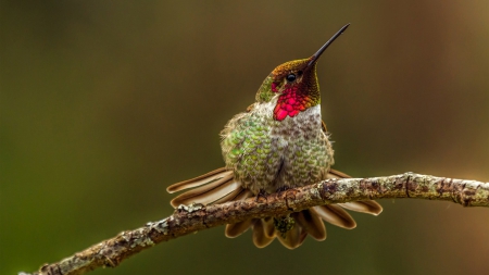 Bird - beautiful, red, animal, bird