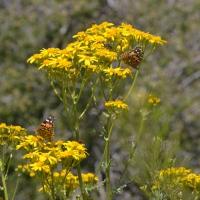 Wasp & Butterfly at Flower