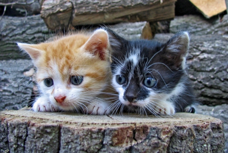 Stumped - pair, sweet, stump, kittens