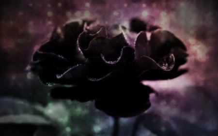 Black Rose - nature, flowers, black, rose