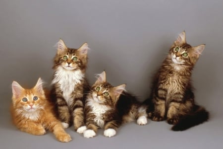 cute family - family, cats, animals, cute