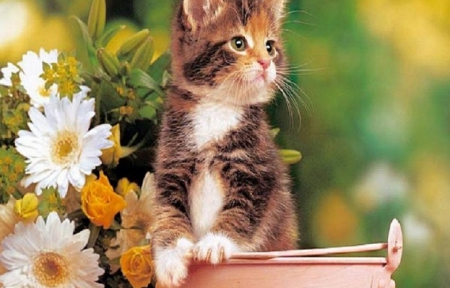 ♥ cute flower-lover kitty ♥ - flower lover, cute, cats, animals, kitty