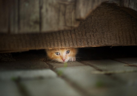 Look - pretty, cat face, sleepy, paws, kitten, cats, face, sleeping, hat, beautiful, beauty, lovely, sweet, cat, cute, animals, kitty