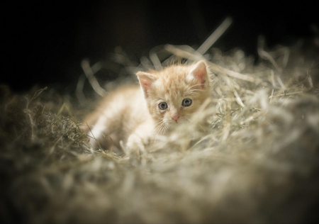 Cat - pretty, cat face, sleepy, paws, kitten, cats, face, sleeping, hat, beautiful, beauty, lovely, sweet, cat, cute, animals, kitty