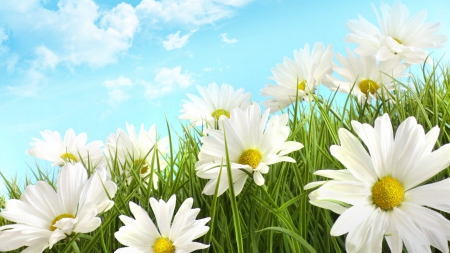 Field Of Daisies - flowers, daisies, fields, nature