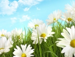 Field Of Daisies