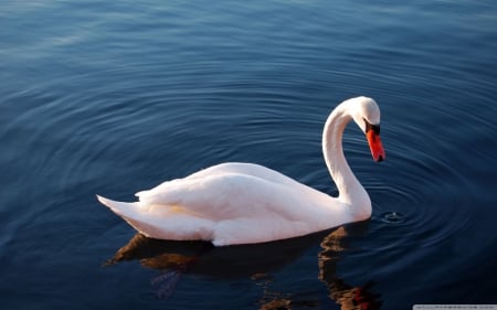 White Swan in the Water - birds, water, swan, lake, HD, animals