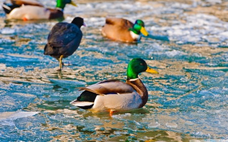 Ducks on fozen lake - HD, Iceland ducks, ducks, animals