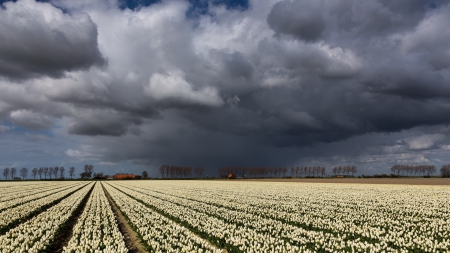 fields of white tulips under storm clouds - storm, clouds, flowers, fields, rows