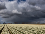 fields of white tulips under storm clouds