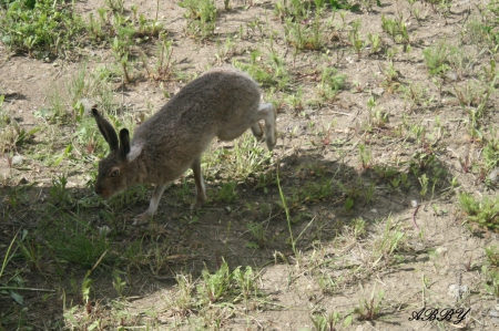 Rabbit on my farm - green, rabbit, grey, photography