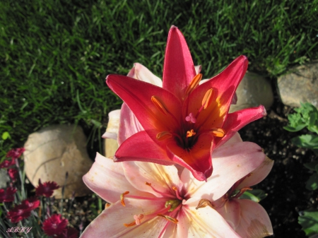 Lilies in blooms - Flowers, red, green, photography, Lily, grass