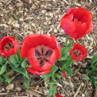 Red Tulips