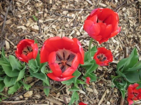 Red Tulips - tulips, green, flowers, photography