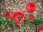 Red Tulips