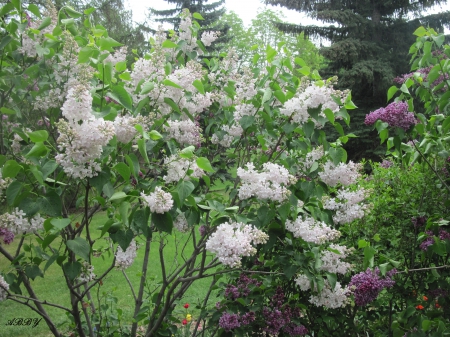 Trees bloomings - white, green, flowers, photography