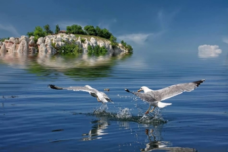 Birds on the water - view, island, sea, birds, blue