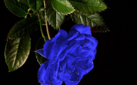 blue rose - greens, rose, blue, flower