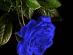 blue rose