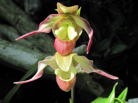 New display at the Pyramids 33 - orchids, yellow, photography, green, flowers, photograophy, garden