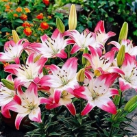 Lilies