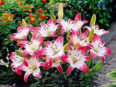 Lilies - white, lily, pink, lilium, cute