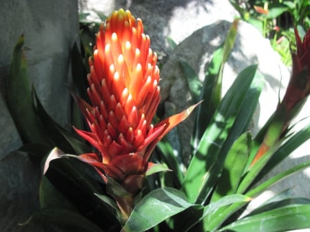 New display at the Pyramids 45 - red, photography, green, bromeliads, flowers, garden