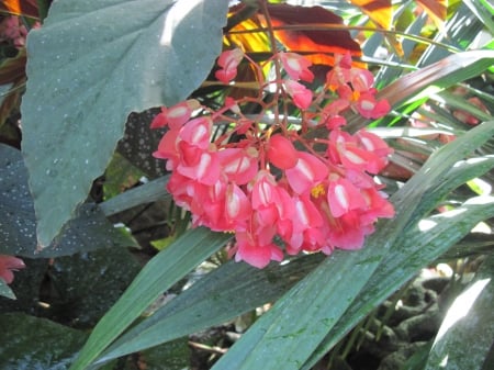 New display at the Pyramids 46 - pink, photography, green, flowers, garden