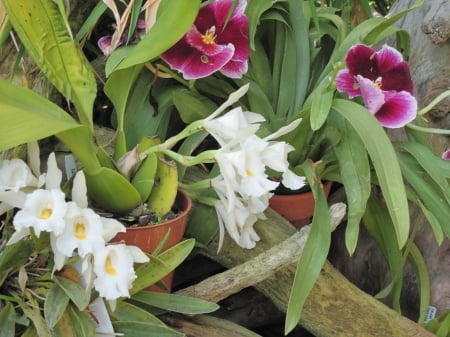 New display at the Pyramids 48 - white, purple, photography, green, flowers, garden