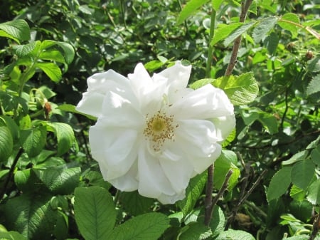 New display at the Pyramids 56 - white, photography, green, flowers, rose, garden