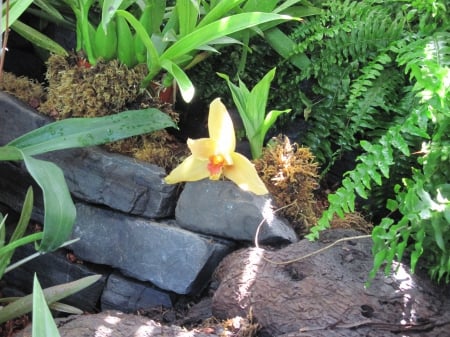 New display at the Pyramids 60 - orchids, yellow, photography, green, flowers, garden