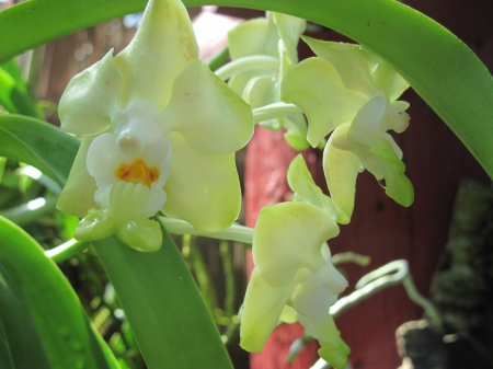 New display at the Pyramids 67 - orchids, photography, green, flowers, garden