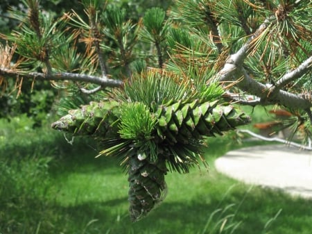 Green Pine Cones - fields, trees, photography, pine cones, green