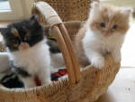 two cute kittens in a basket