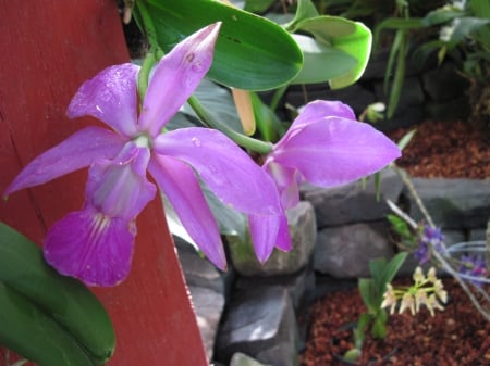 New display at the Pyramids 70 - orchids, purple, photography, green, flowers, garden