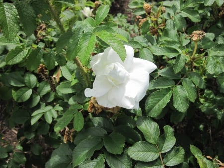 New display at the Pyramids 72 - white, photography, green, flowers, garden