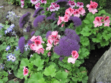 New display at the Pyramids 73 - purple, pink, photography, green, flowers, garden