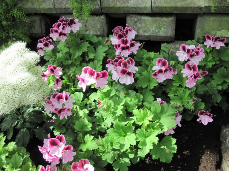 New display at the Pyramids 82 - purple, photography, green, flowers, garden, geranium