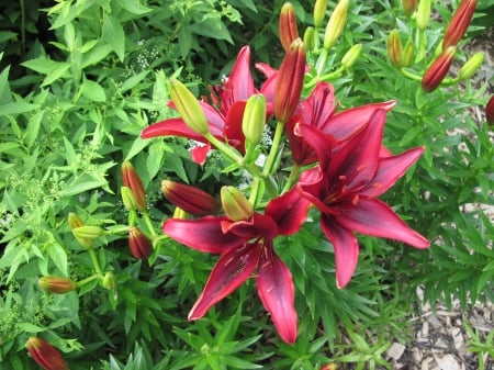 New display at the Pyramids 85 - lilies, yellow, photography, green, flowers, garden, red wine