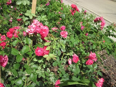 New display at the Pyramids 88 - roses, photography, red, green, flowers