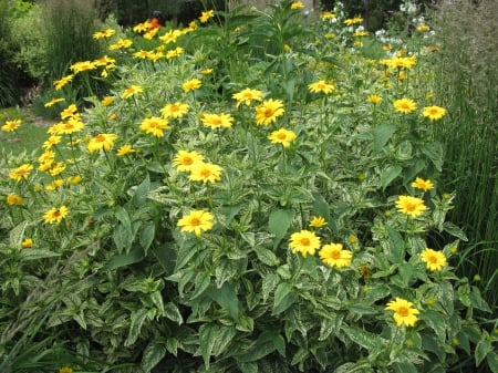 New display at the Pyramids 91 - Flowers, yellow, garden, green, photography, daisy