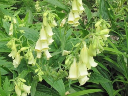 New display at the Pyramids 95 - photography, bells, green, flowers, garden