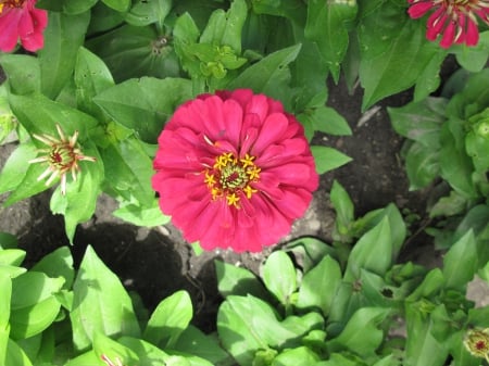 New display at the Pyramids 97 - red, photography, green, flowers, garden