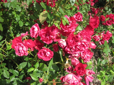 The pyramids display gardens 07 - roses, red, photography, green, flowers, leaf