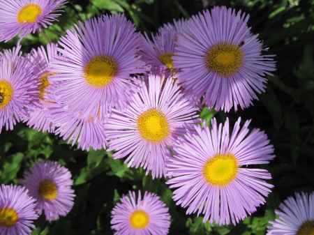 The pyramids display gardens 08 - yellow, pink, photography, daisy, flowers