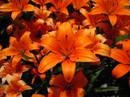 The pyramids display gardens 14 - lily, photography, orange, flowers, garden