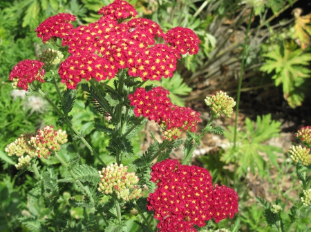 The pyramids display gardens 18 - green, flowers, photography, red