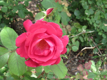 The pyramids display gardens 20 - roses, photography, red, green, flowers