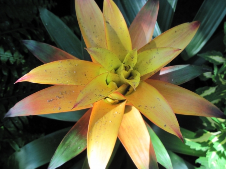 The pyramids display gardens 21 - Yellow, Flowers, garden, green, Bromeliads, photography